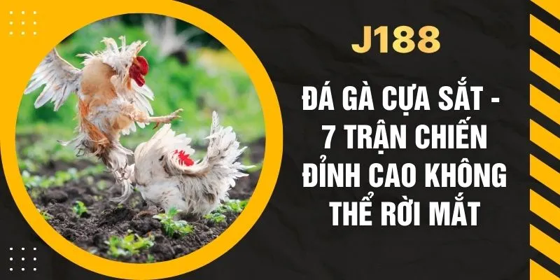 Đá Gà Cựa Sắt - 7 Trận Chiến Đỉnh Cao Không Thể Rời Mắt