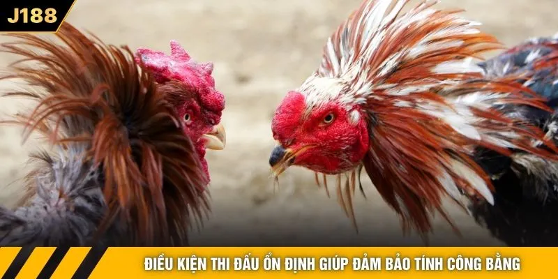 Điều kiện thi đấu ổn định giúp đảm bảo tính công bằng