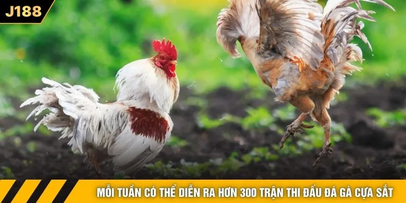 Mỗi tuần có thể diễn ra hơn 300 trận thi đấu đá gà cựa sắt