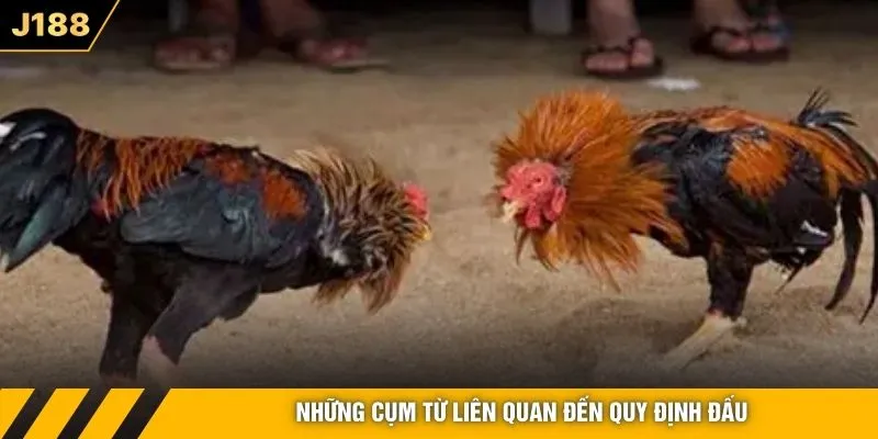 Những cụm từ liên quan đến quy định đấu
