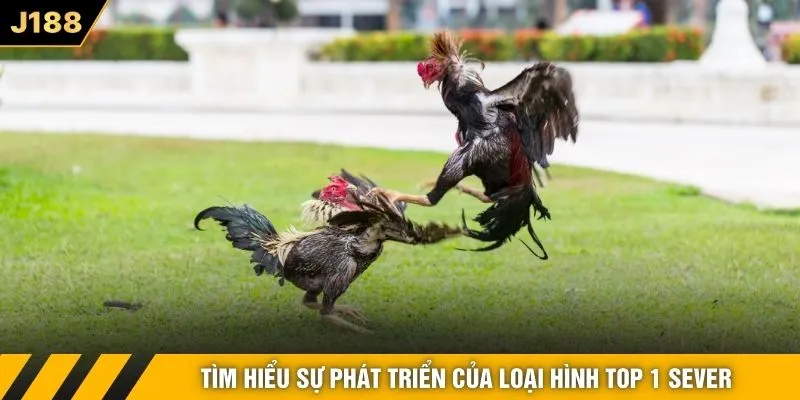 Tìm hiểu sự phát triển của loại hình top 1 sever
